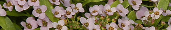 harris11x2.jpg