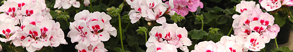 harris11x2.jpg